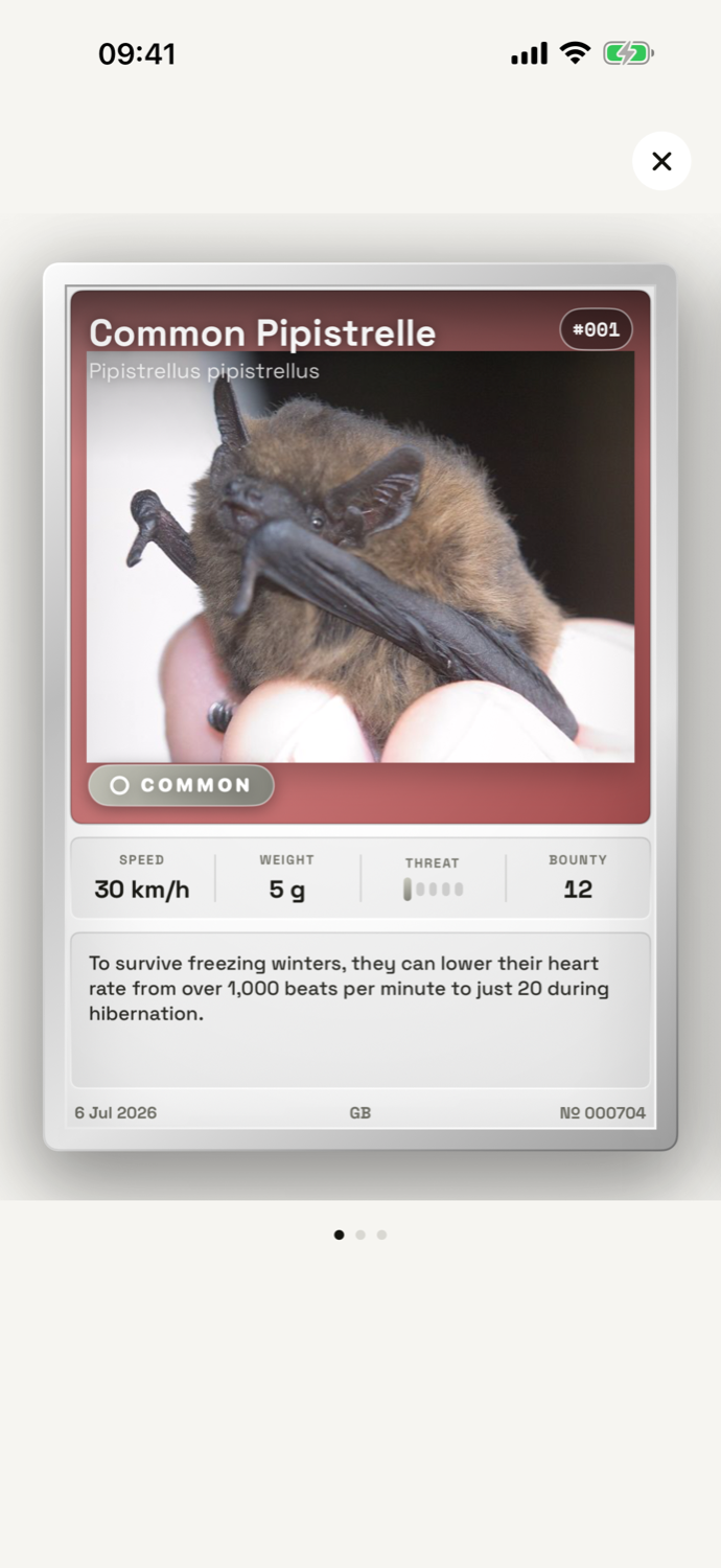 A single card in detail — Common Pipistrelle, #001, serial № 000704